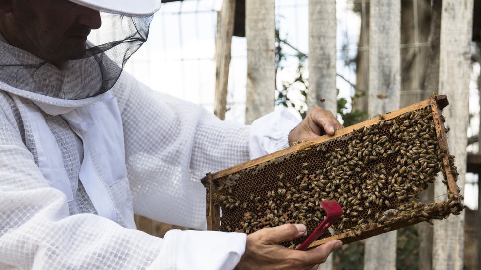 Amerika Serikat, lebah