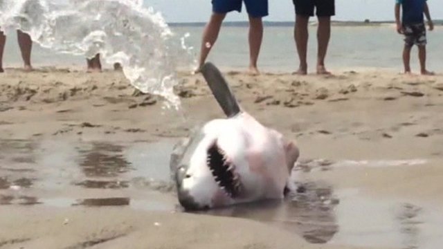 Shark on beach
