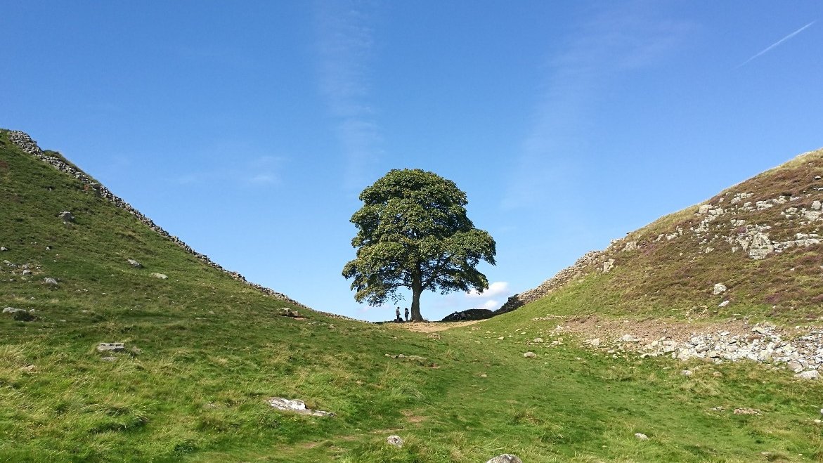 Sycamore Gap tree at Hadrians Wall felled overnight
