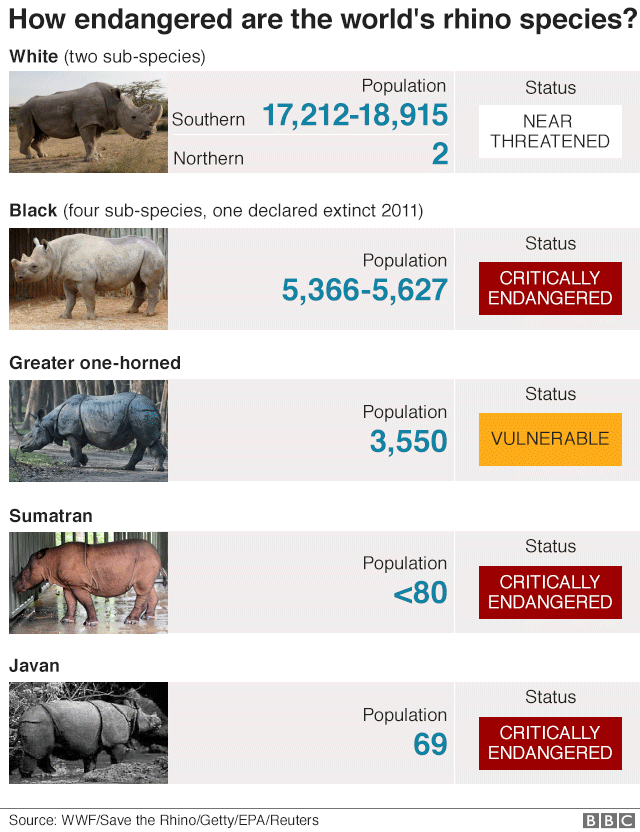 Таблица вымирающих носорогов