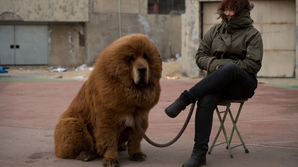 En el sudeste asiático es donde se encuentra más variedad genética entre los canes. Perro