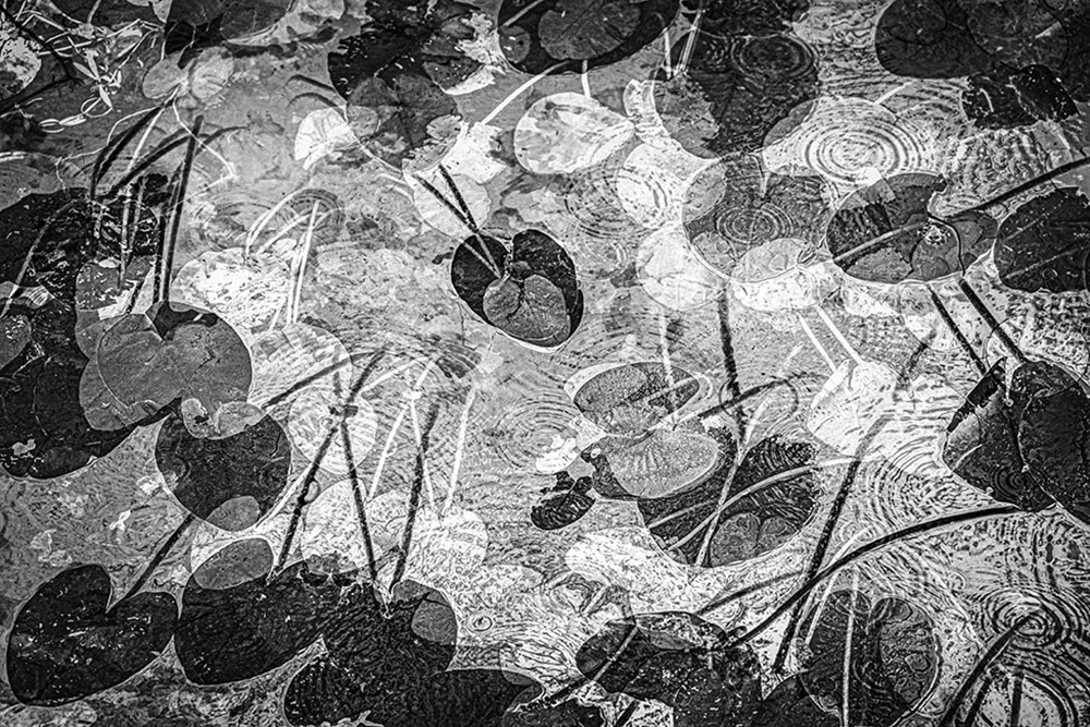 Поверхность пруда, покрытая листьями кувшинки