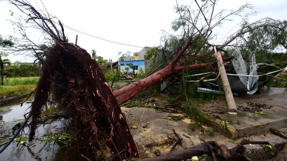 Un árbol cae sobre una estructura en Tecolutla