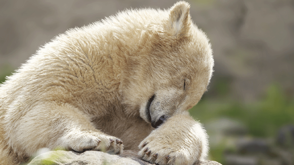 New phase in Scottish polar bear breeding project - BBC News