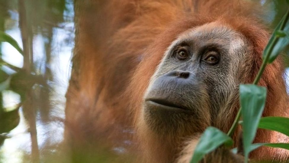 World's rarest great ape faces extinction - CBBC Newsround