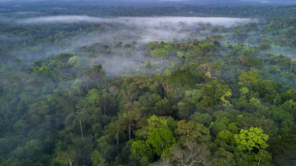 Bosque amazónico