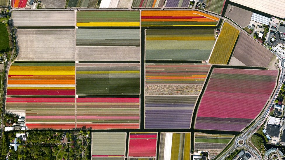 Foto aérea de un campo de tulipanes Foto aérea de un campo de tulipanes