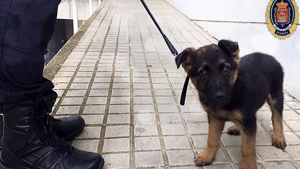 german shepherd puppies for adoption