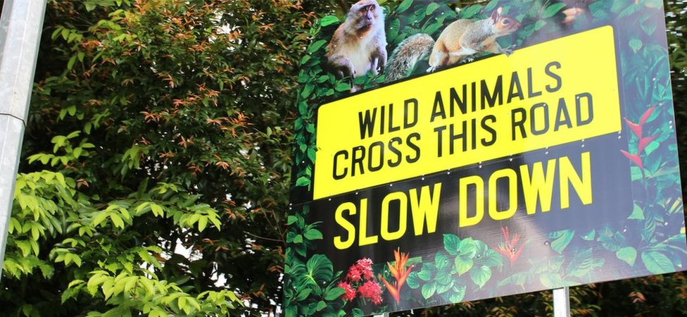 Дорожный знак предупреждает водителей о том, что дикие животные могут переходить дорогу