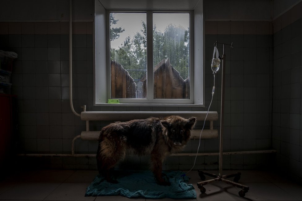 Pas u skloništu u Kijevu