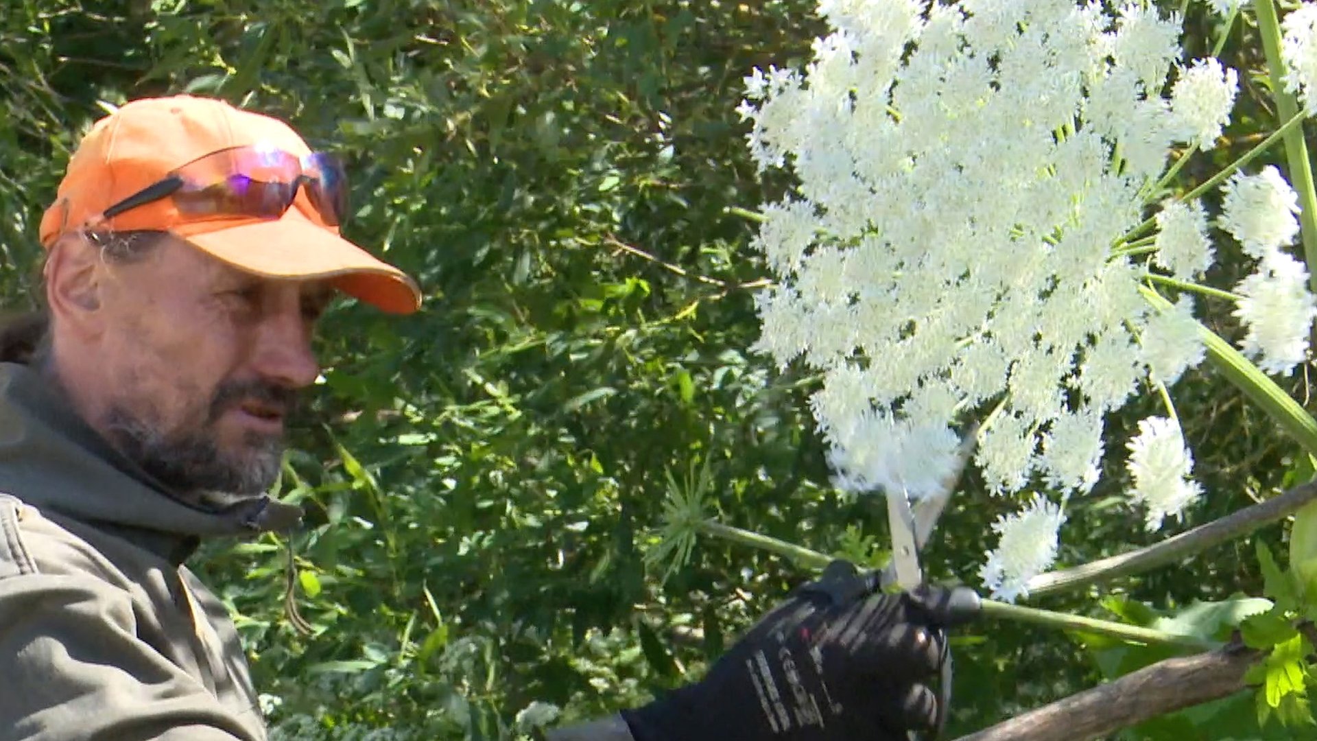 Giant hogweed: One man's battle against 'toxic invader'