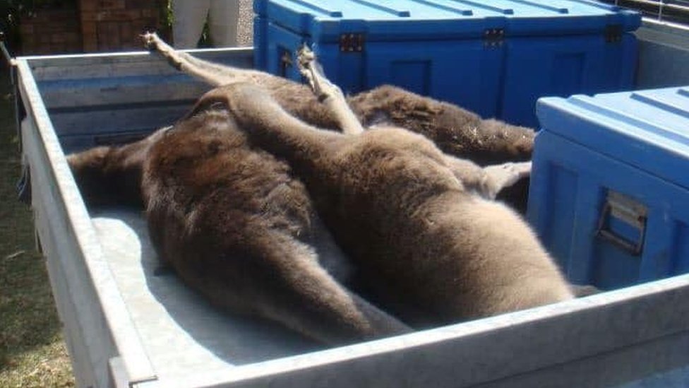 Мертвые кенгуру навалились в кузове спасательного грузовика