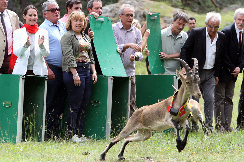 Испанский горный козел выпущен в Котре, Франция, 19 июля 14