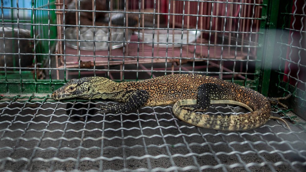 can a human recover from comodo dragon bite