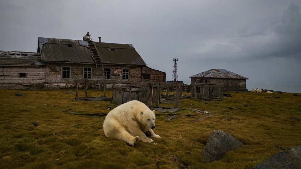 A polar bear is resting on the ground while an abandoned Arctic station is seen in the background