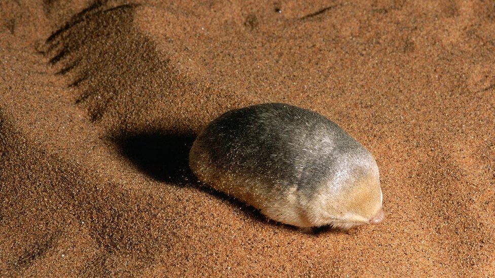 A toupeira-dourada do deserto da Namíbia possui ossículos maiores nos ouvidos, talvez para ajudá-las a ouvir as presas que 'nadam' na areia.