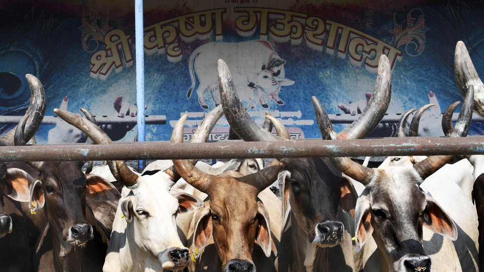 Las emisiones de metano de India tampoco son confiables. Ganado