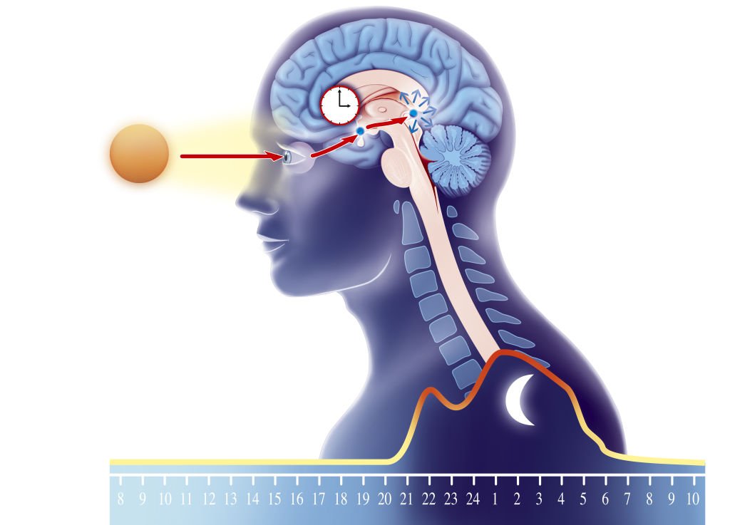 Un gráfico que muestra como la luz solar modula la producción de melatonina en la glándula pineal