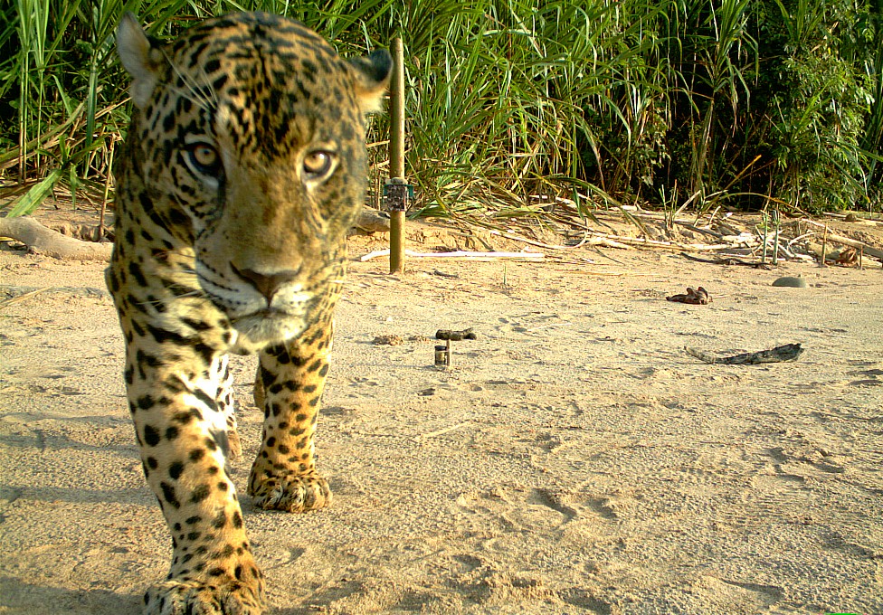 Un jaguar captado con una cámara trampa en el Parque Nacional Madidi en Bolivia