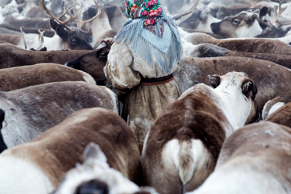 Молодая ненецкая женщина собирает оленей перед отлетом. Полуостров Ямал, Сибирь, Россия.