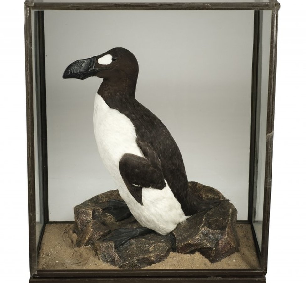 giant-extinct-great-auk-replica-sells-for-25-000-bbc-news