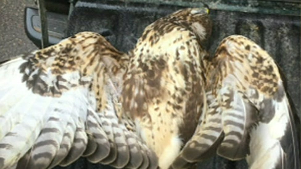 Kent buzzard shooting sparks RSPB investigation BBC News