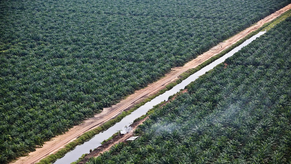 Vastas áreas plantadas con palma de aceite en áreas desforestadas en Indonesia