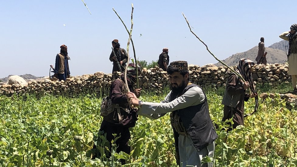 مقاتلو طالبان يدمرون حقل خشخاش في إقليم ننغارهار في أفغانستان