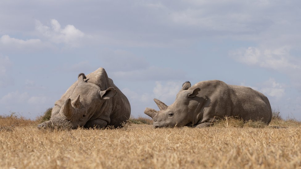 Najin i Fatu su poslednji severni beli nosorozi na svetu