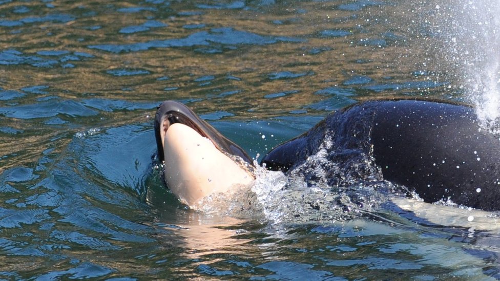 killer whale calf