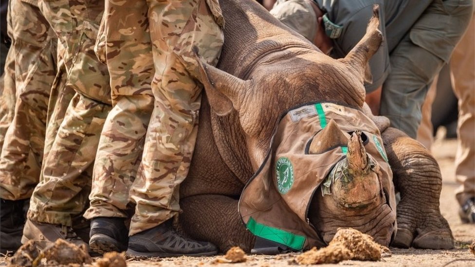 Undated handout photo issued by the Ministry of Defence (MOD) of a black rhino being transported to Malawi.