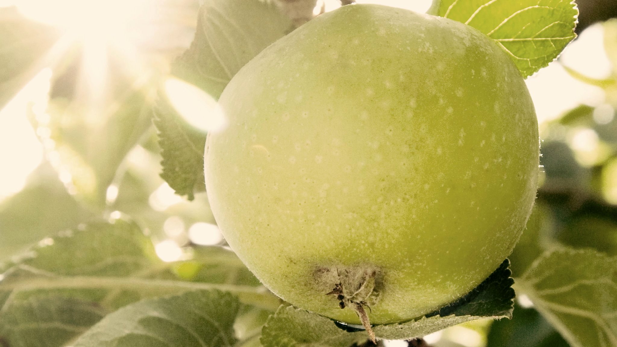 Australian food history timeline - Granny Smith apple appears