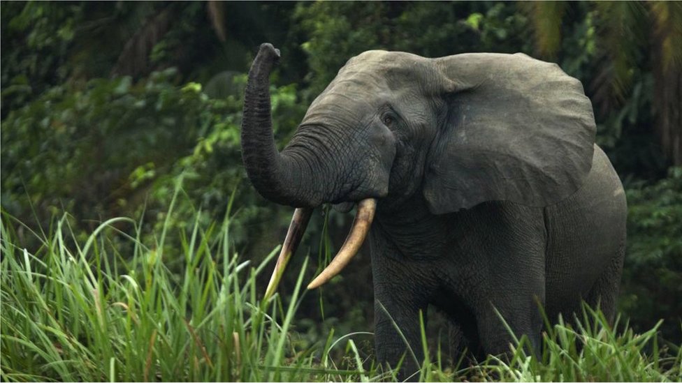 아프리카 숲 코끼리들의 탄소 포획은 백만 달러 가치에 달하는 것으로 추정된다