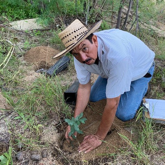 Abelino Cota arrodillado junto a un arbolito de encino arroyero que acaba de plantar