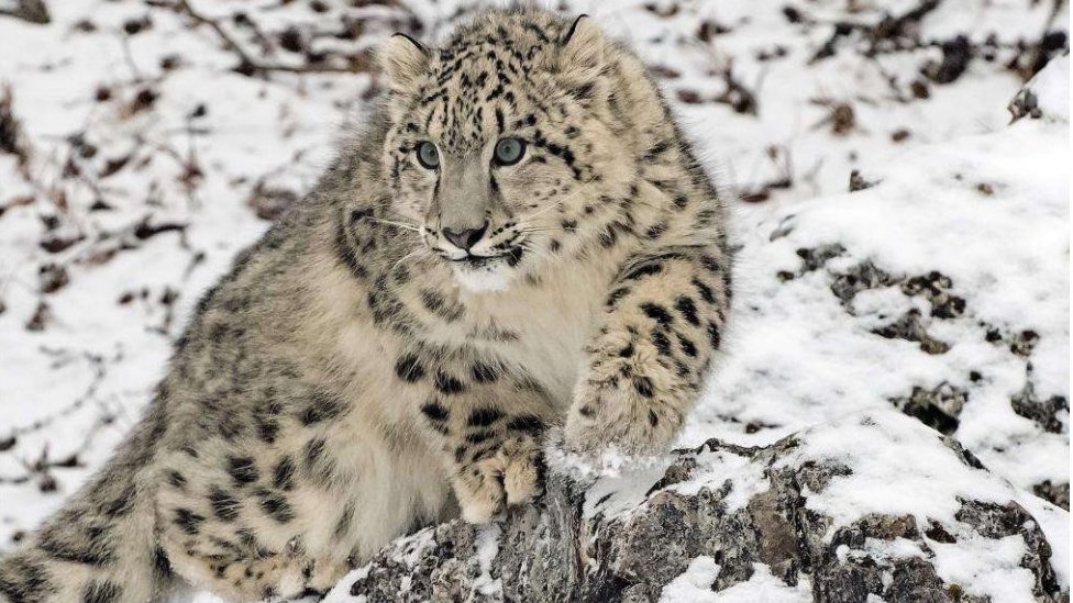 India snow leopards: First-ever survey puts population at 718