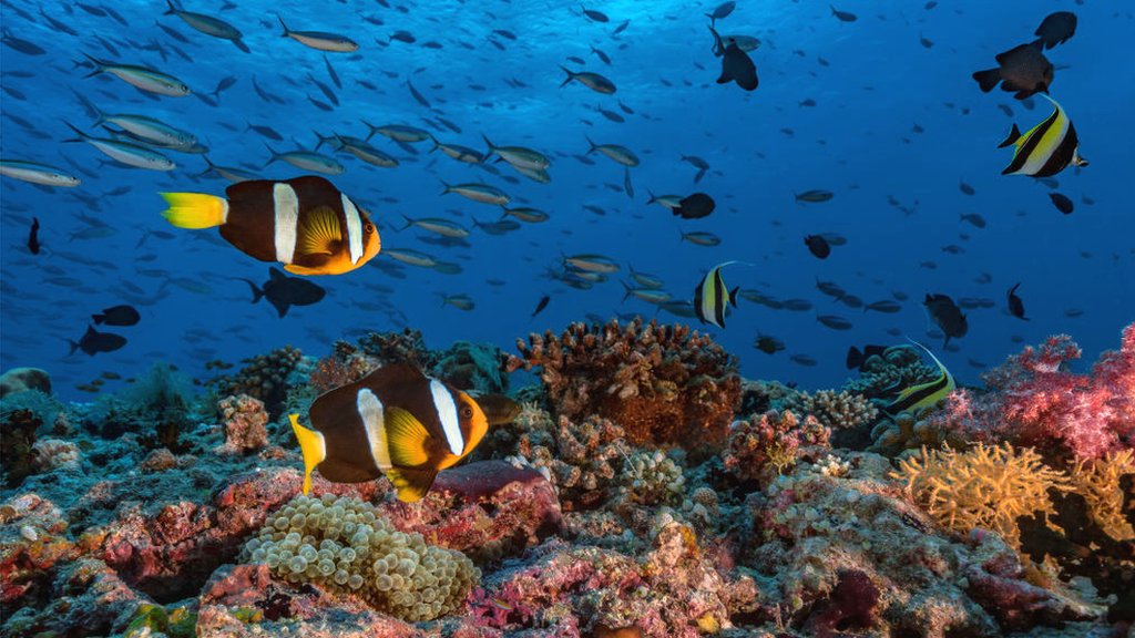 What does a healthy coral reef sound like? - CBBC Newsround