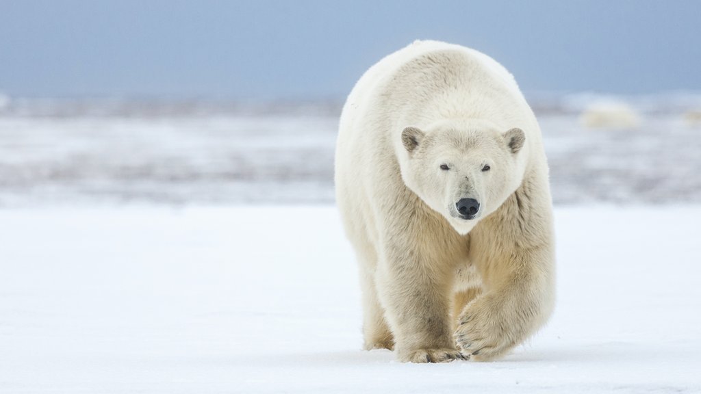 International Polar Bear Day: Fantastic facts about the amazing animals -  BBC Newsround