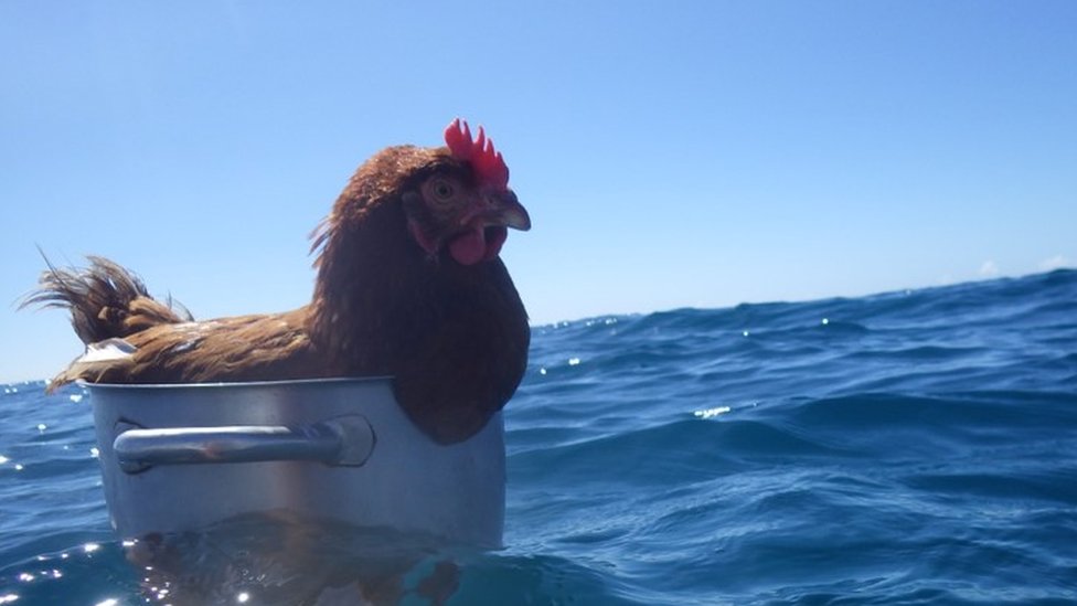 Monique The Hen Who Is Sailing Around The World Bbc News