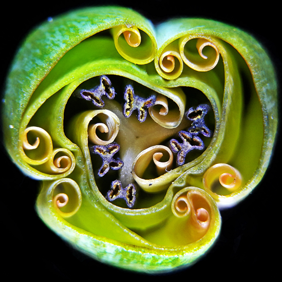 Interior de un pimpollo de tulipán Interior de un pimpollo de tulipán