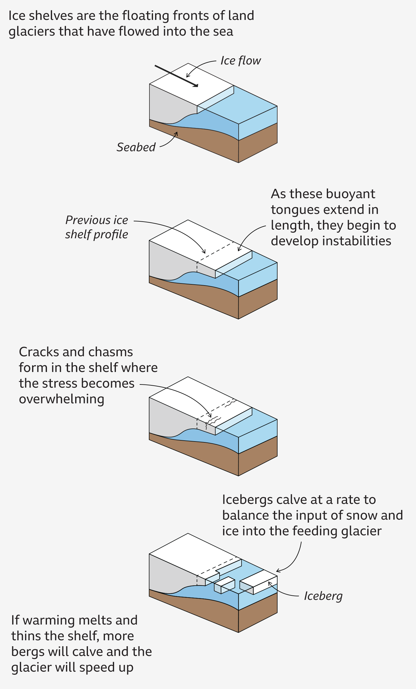 A graphic explaining the process that creates giant icebergs. They are formed when large parts of ice shelves break off