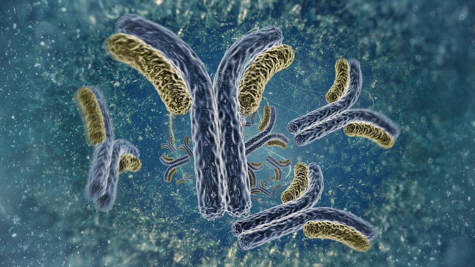 Los anticuerpos pueden traer efectos secundarios y además suelen ser más caros que otros tratamientos. Ilustración de anticuerpos