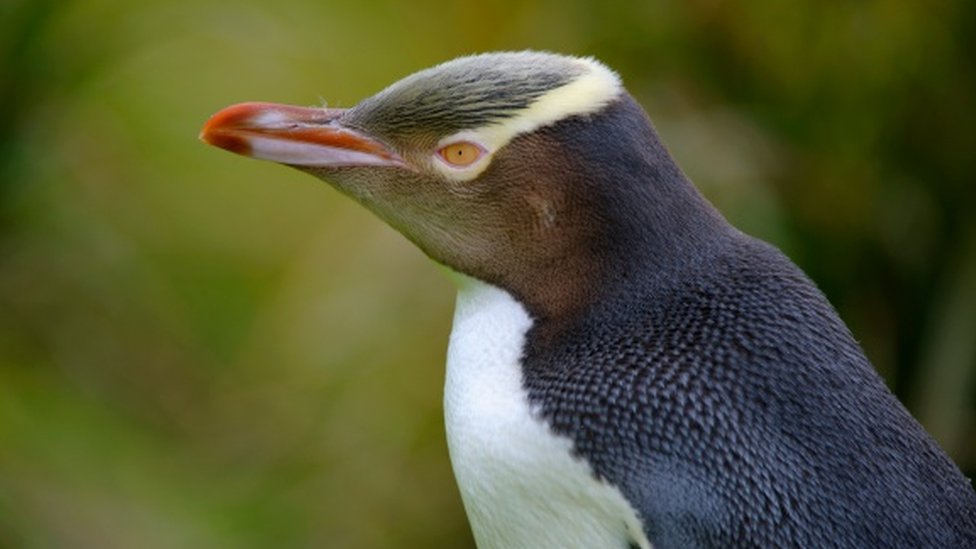 Редкий желтоглазый пингвин, получивший награду "Птица года Новой Зеландии"