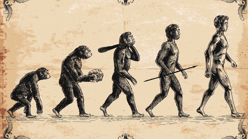 Los humanos y los simios tienen ancestros en común.