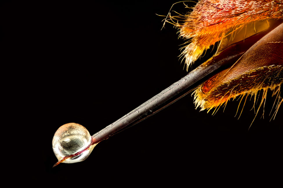 El aguijón de una avispa asiática (Vespa velutina) con veneno en la punta
