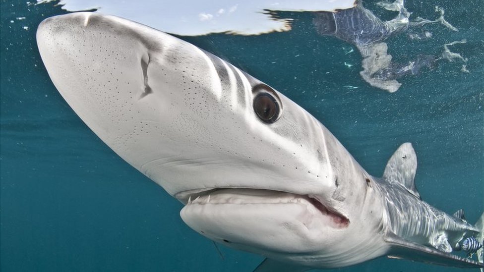 7 Reasons To Ban Shark Finning