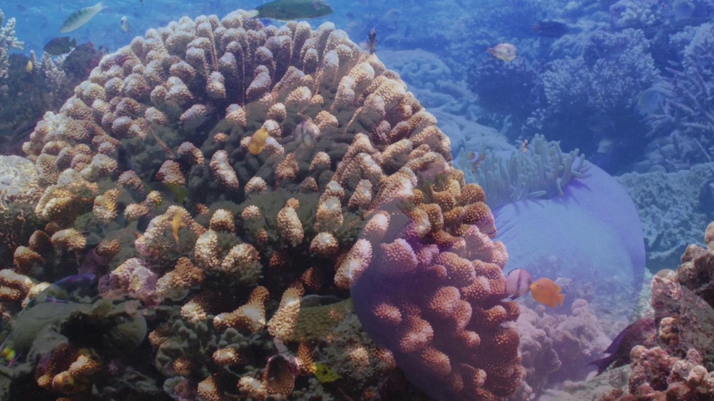 Indonesia coral reef partially restored in extensive project