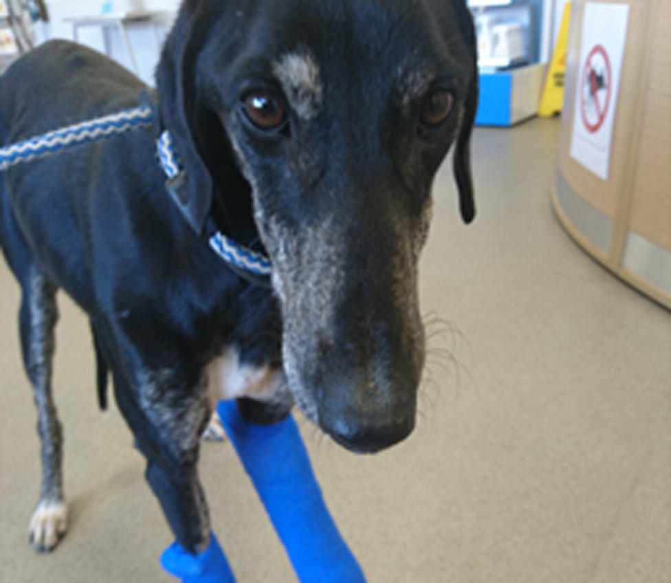 what kind of animal is a lurcher