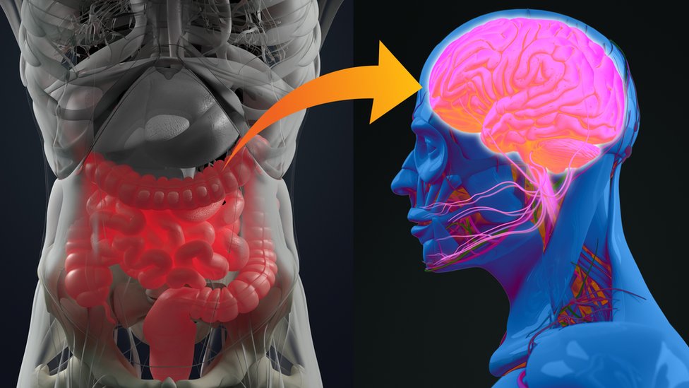 Ilustración del intestino y el cerebro