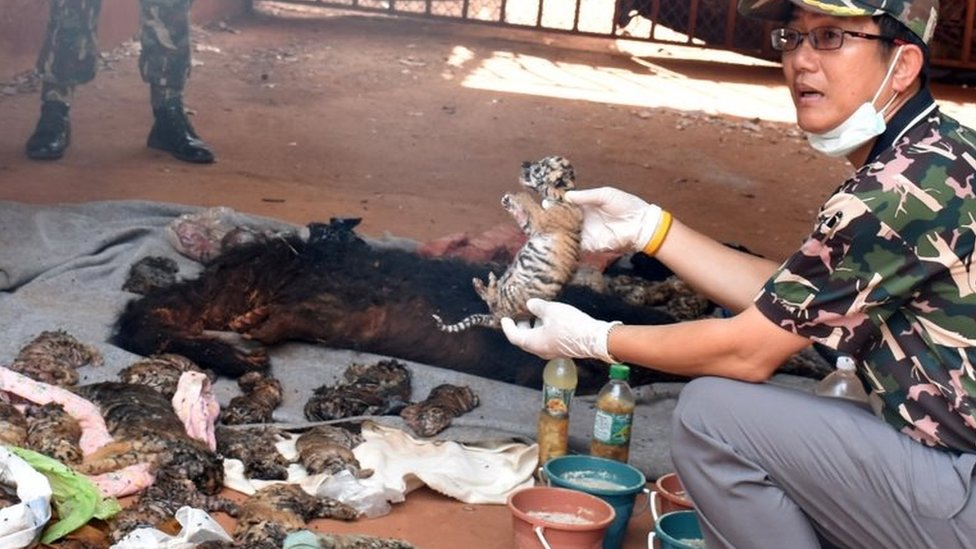 Тайский чиновник задерживает мертвого тигренка после того, как власти обнаружили 40 трупов тигренка во время рейда на скандальный Храм тигра,