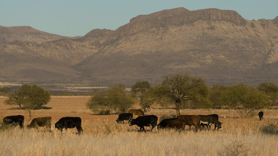 Вид на выпас скота на ранчо в Сатево, штат Чиуауа